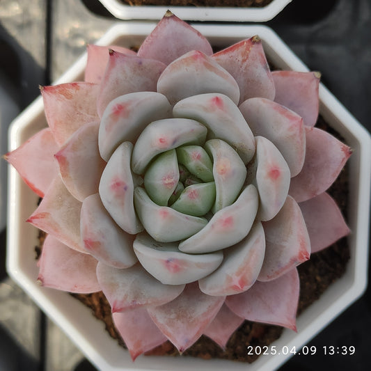 YBB021 ブルーバード(7cm pot)