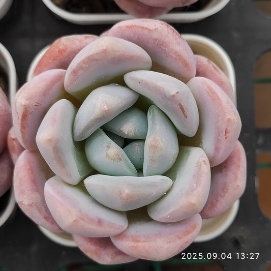 MMY814 ピンクアレックス x アイスグリーン (5.5cm pot)