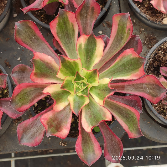 ON122 アエオニウム　ファントム（12cm pot）