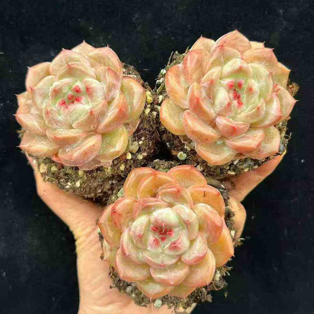 23600 ベスフェンディー（9cm pot）