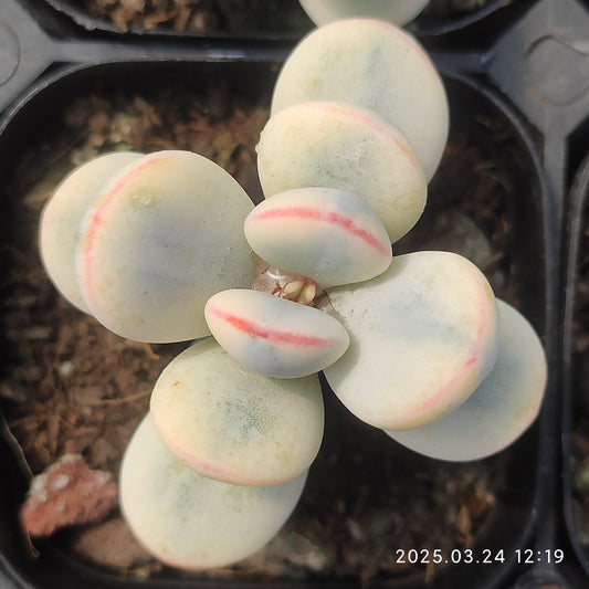 MMY650 オービキュラータ錦（6.3cm pot）