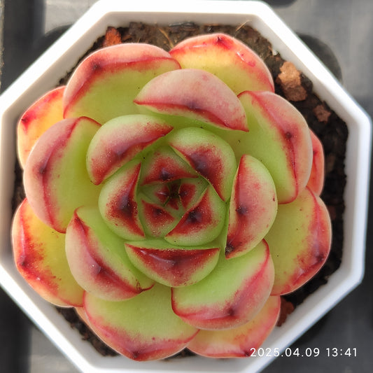 YBB231 マールボロ（50cm pot）