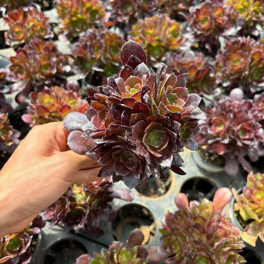 261371 ダッチ ローズ