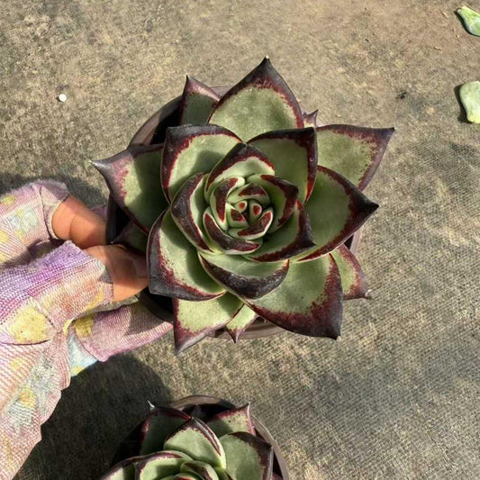 23195 ダークロード（9cm pot）