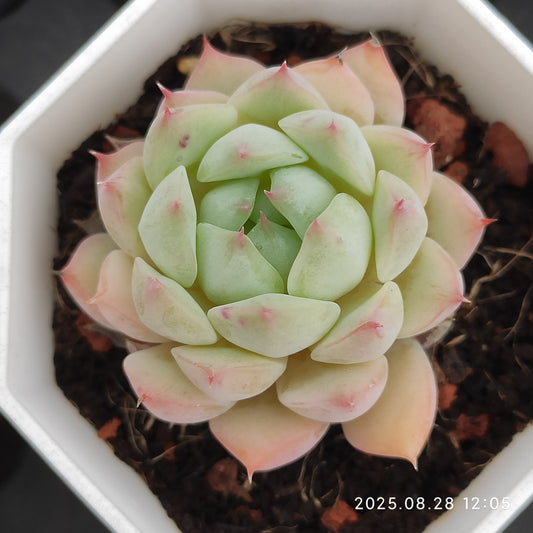 YBB035 ティッピー(7cm pot)