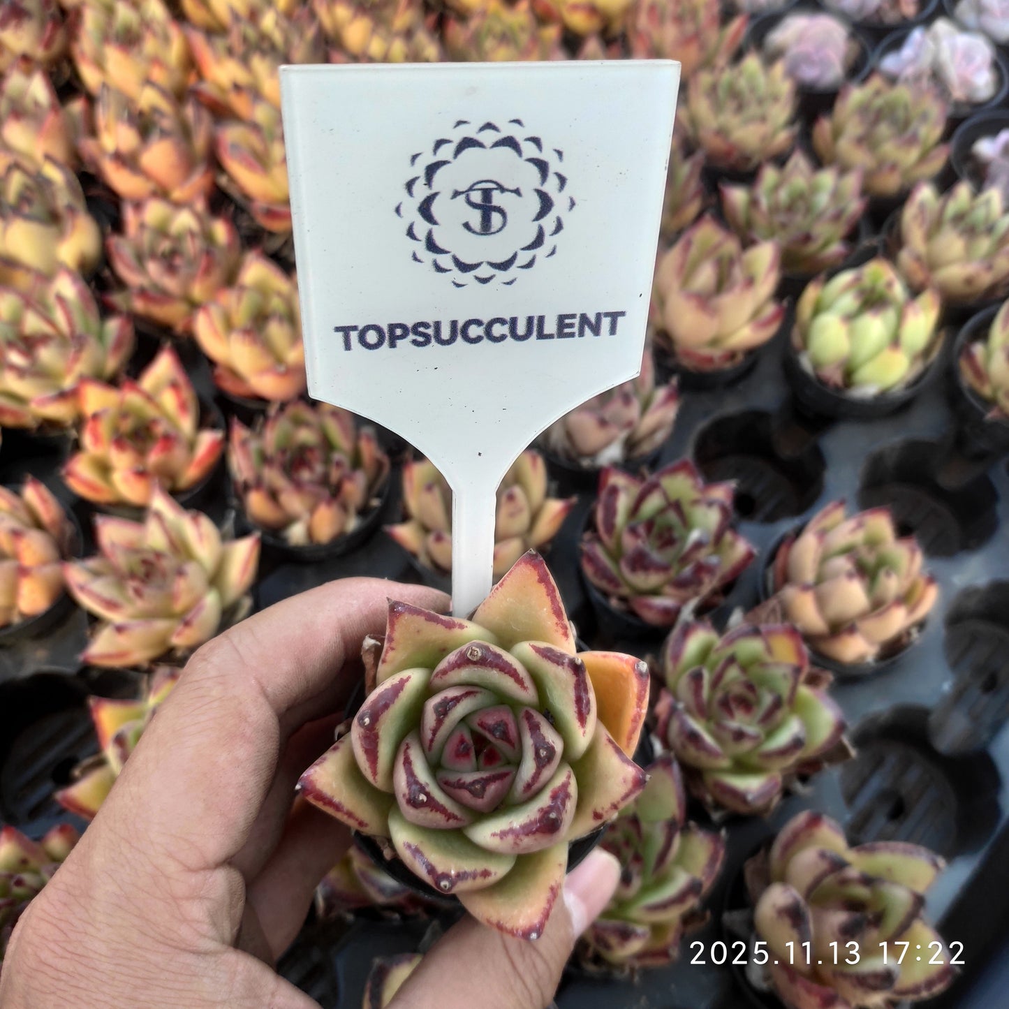 19242 エボニーHyb（5.5cm pot）