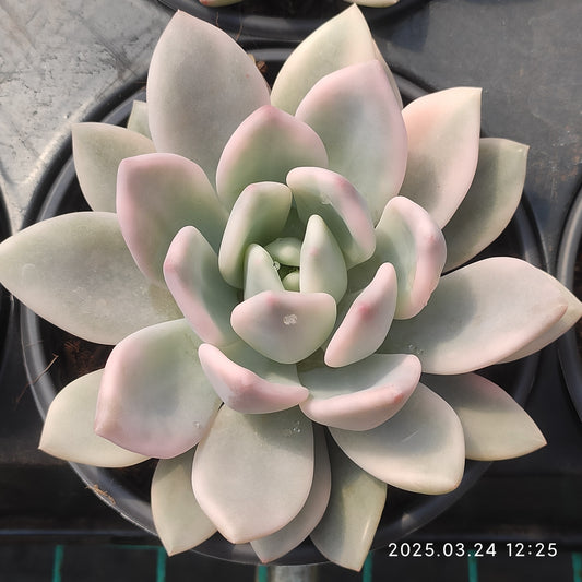 MMY1041 オパリナ錦(12cm pot)
