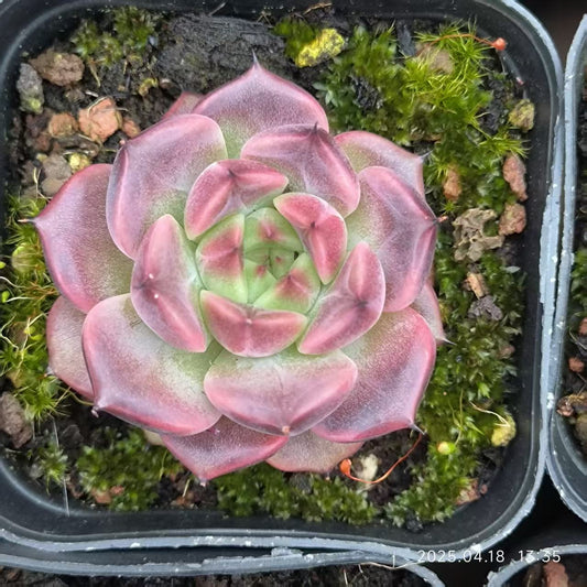 RDD306 ディバインフルート （6.5cm pot）