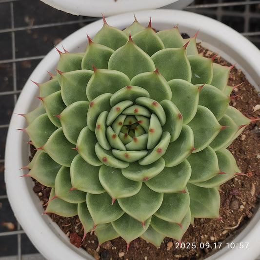 NGN383 トスカーナ（23cm pot）