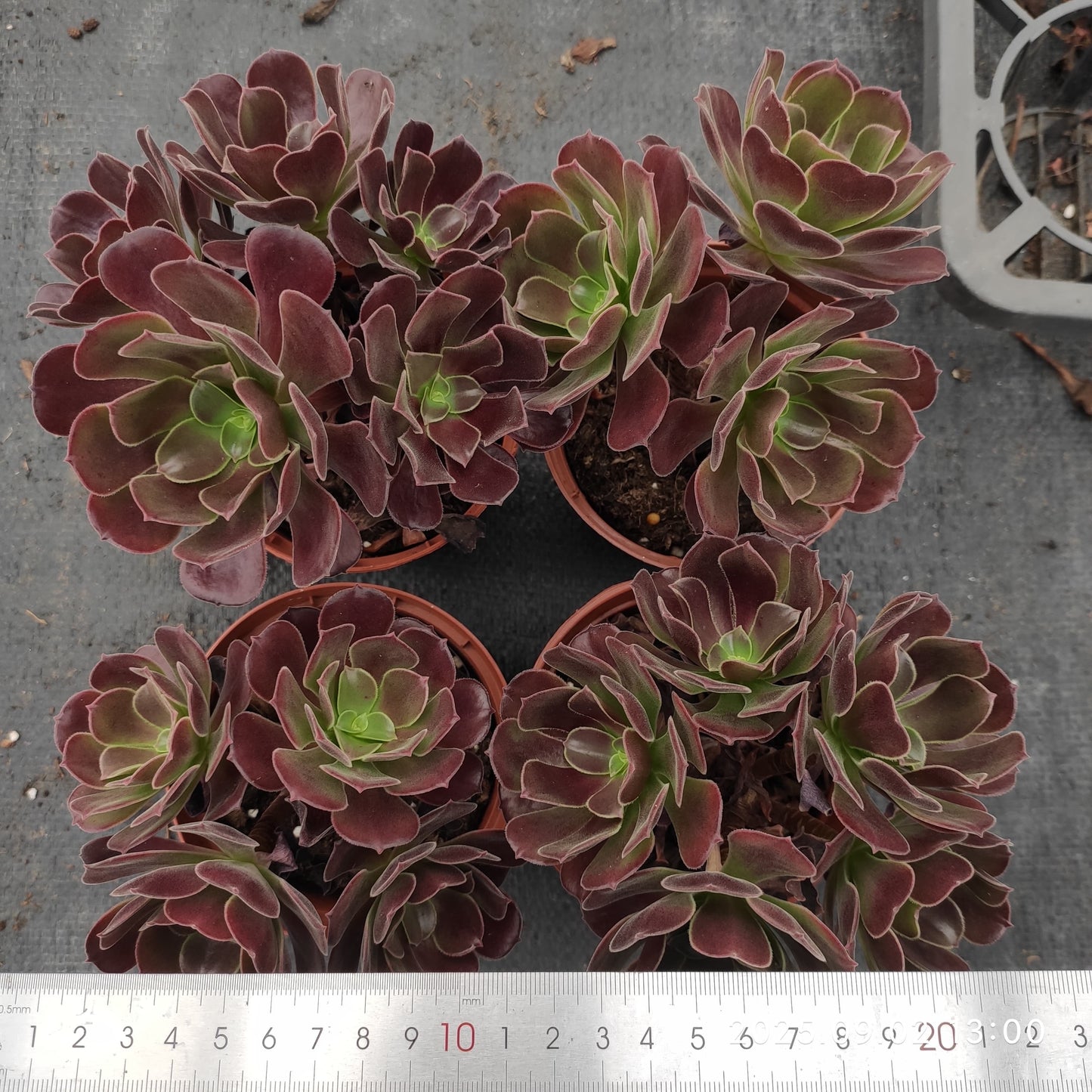 ZXX394 アーボーリーウム　ベルア（12cm pot）