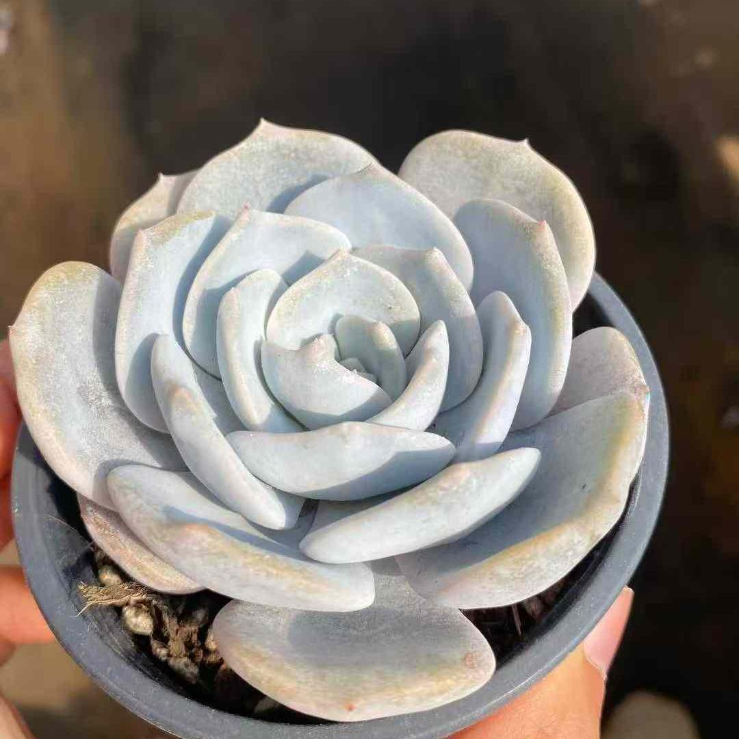 商品一覧 – Top Succulent®