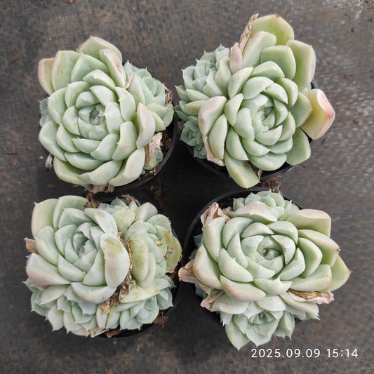 MMT888 ヒューミリス（5.5cm pot）