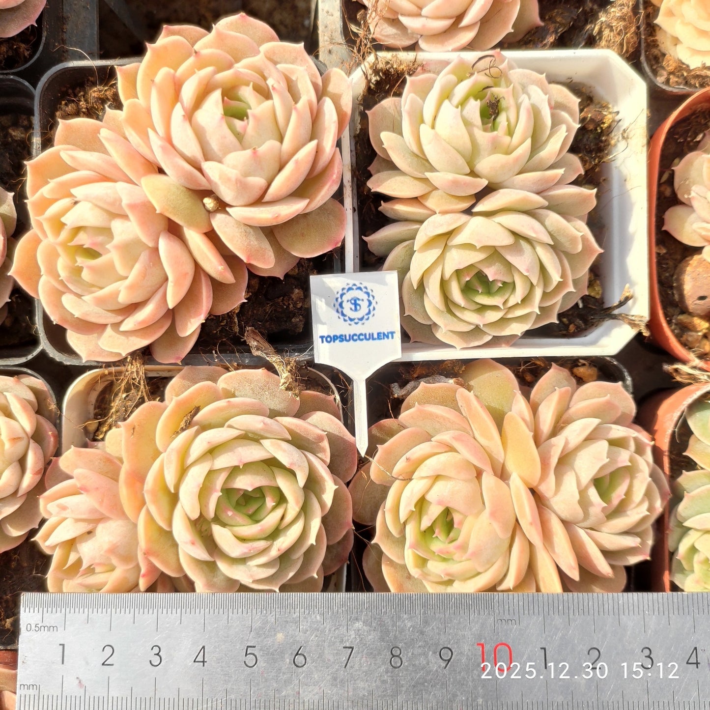 24132 オウンスロー