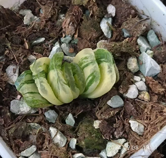 SJC374 ハオルチア 玉扇錦（6.5cm pot）