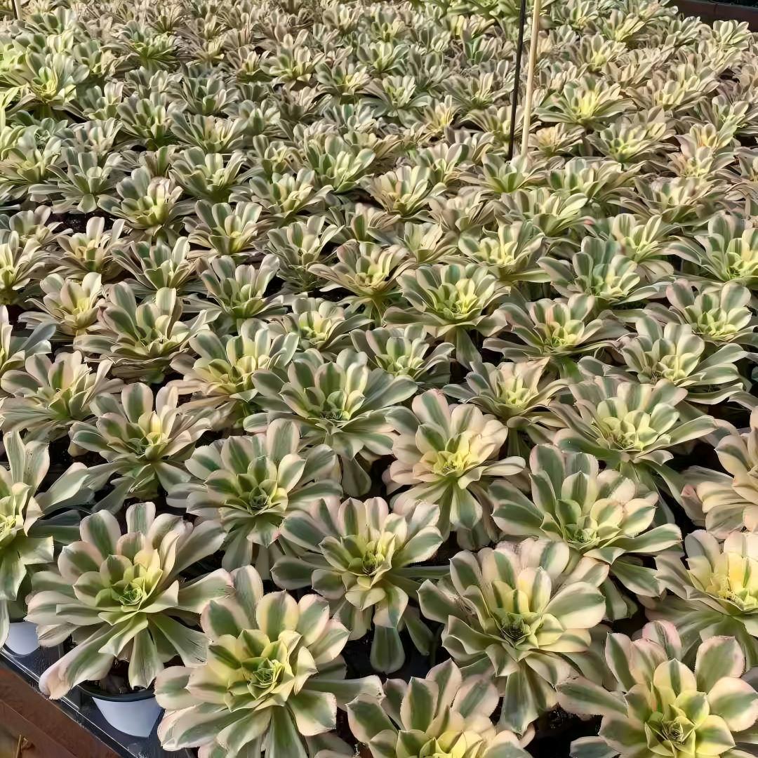 22734 アエオニウム　マバハ