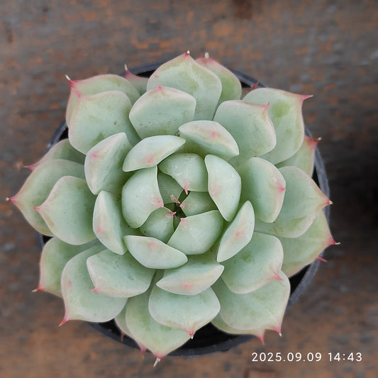 MMT100 ティッピー（5.5cm pot）