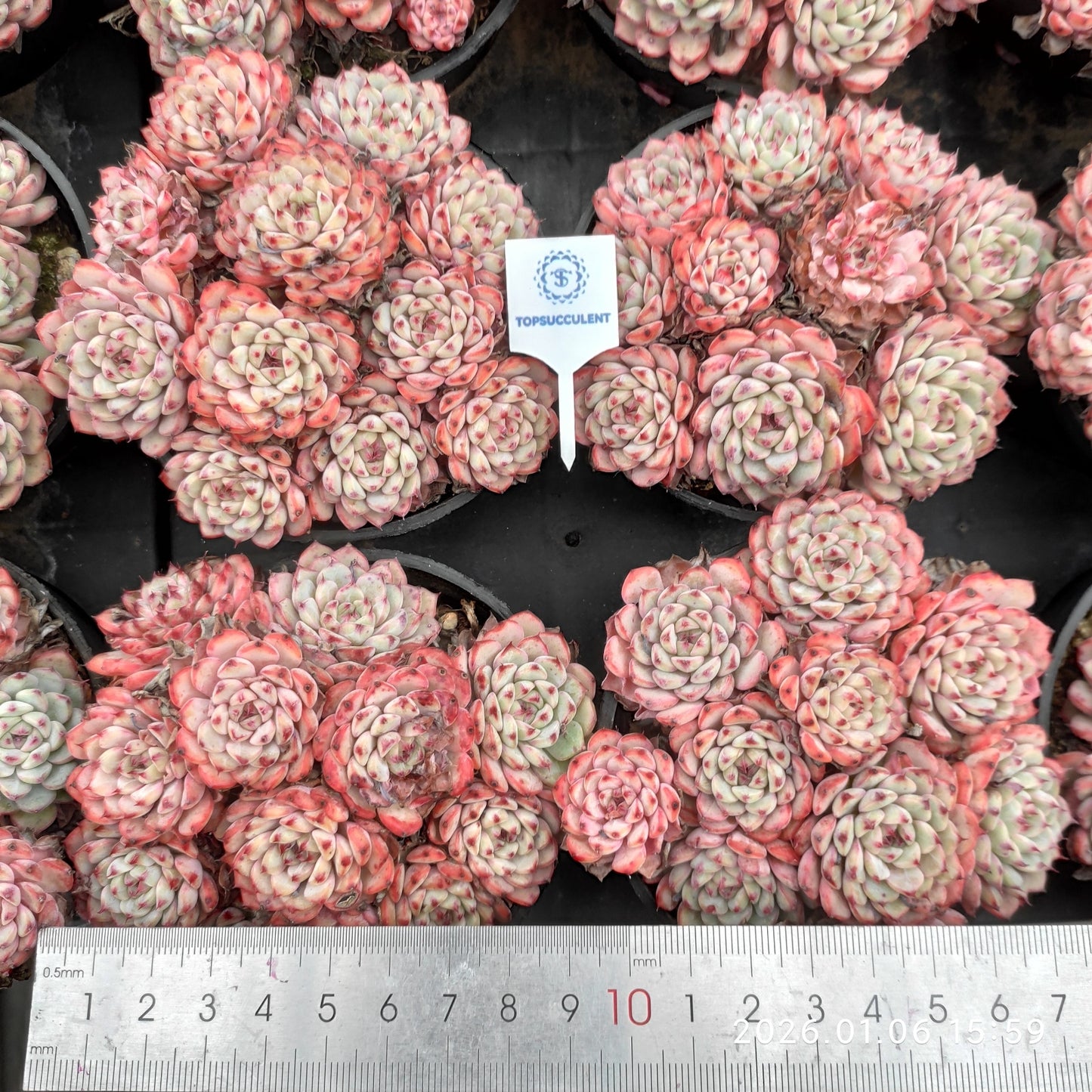 24416 ワイト　ミニマー