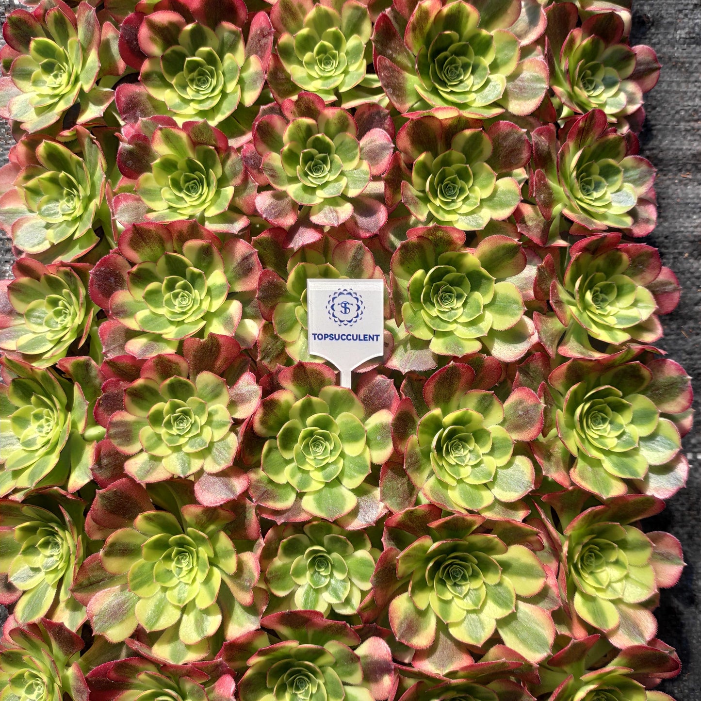 24618 アエオニウム ウォーター　ムーン