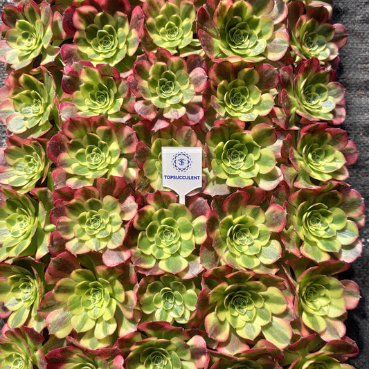 24618 アエオニウム ウォーター　ムーン