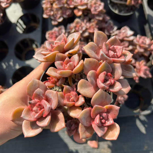 23191 グラース　ランプ（12cm pot）