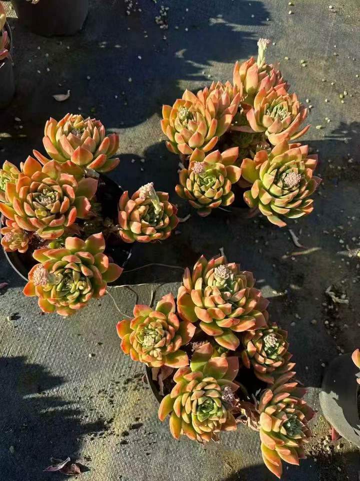 263401 サンフィンチ