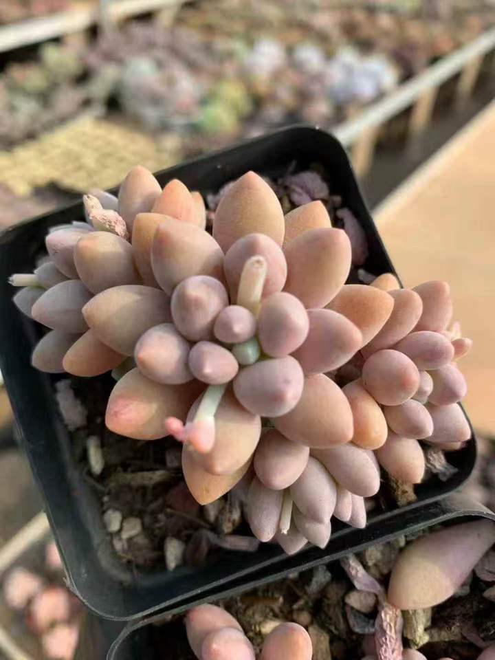 262421 ビューティーフィンガー