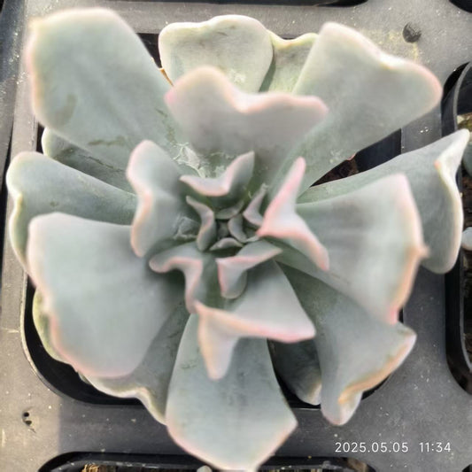 HR037 ルンヨニー トップシータービー（6.5 cm pot）