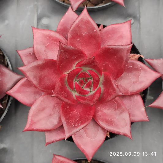 MMT627 ロビン（9cm pot）