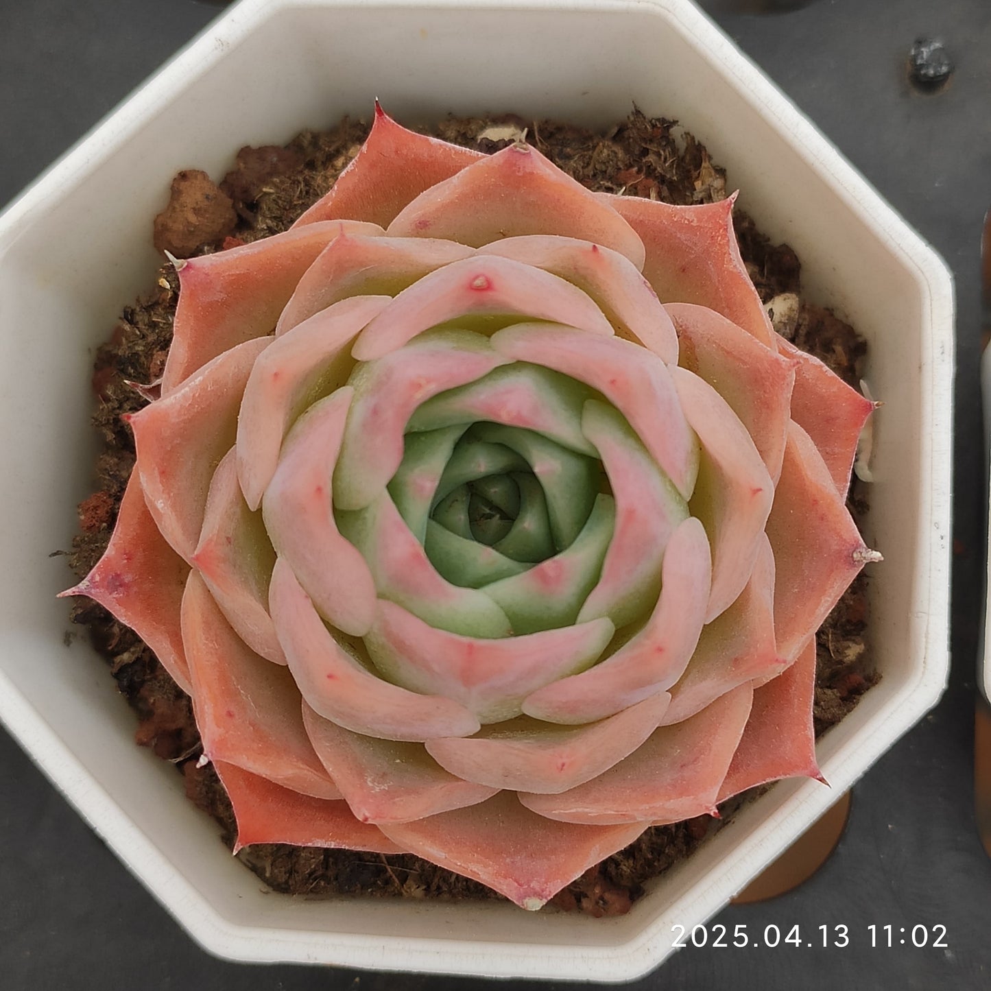 LMM047 スカイワールド(6.5cm pot)