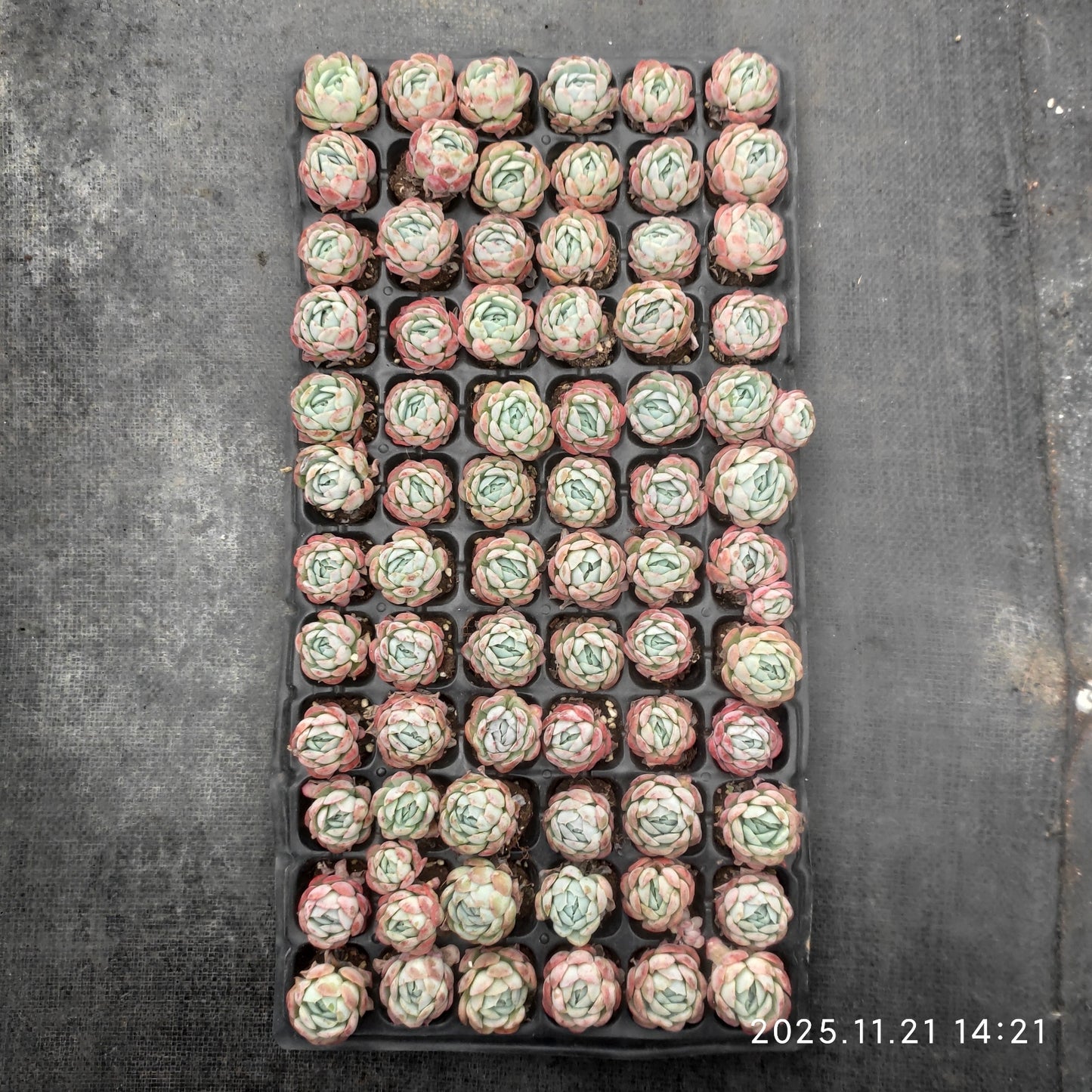 22237  ベリー（3cm pot）（ポット苗）