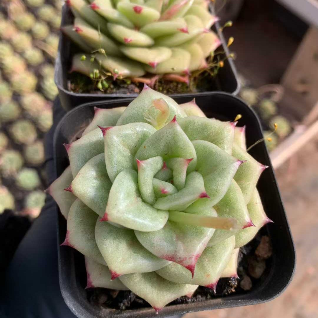商品一覧 – Top Succulent®