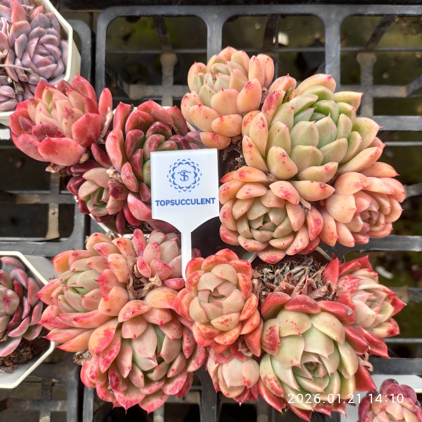 22517 ビーテル x オリジナル　ブルー　サプライズ