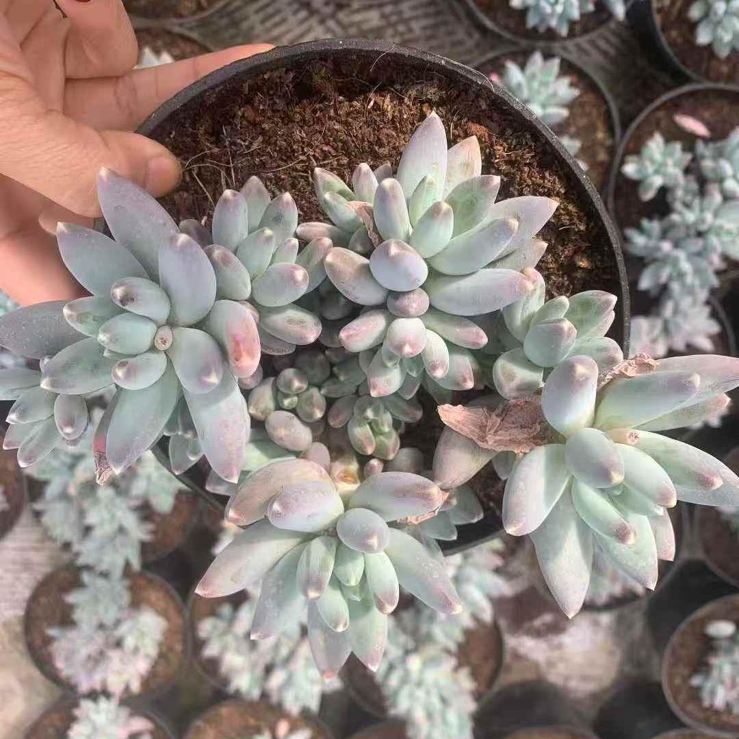 259711 スターリースカイビューティー