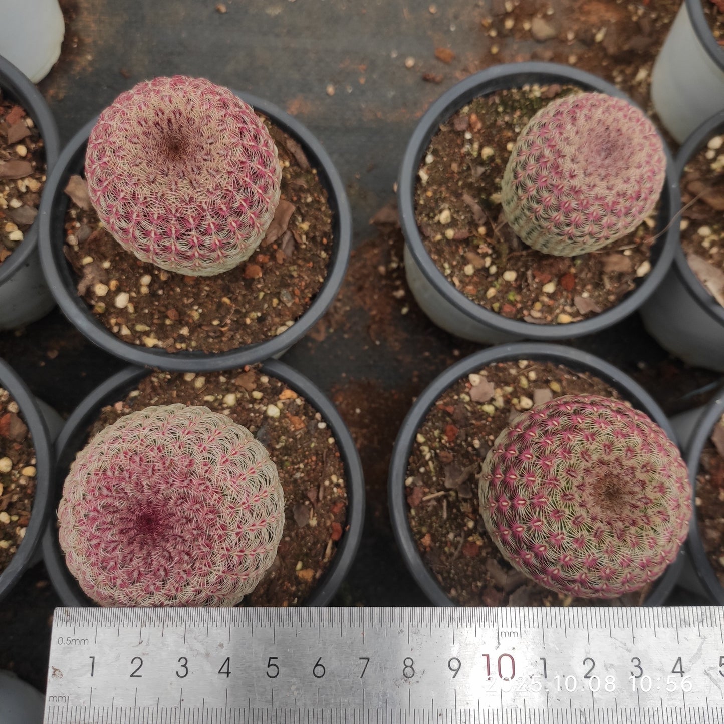 DMC069 胴太紫太陽（7cm pot）