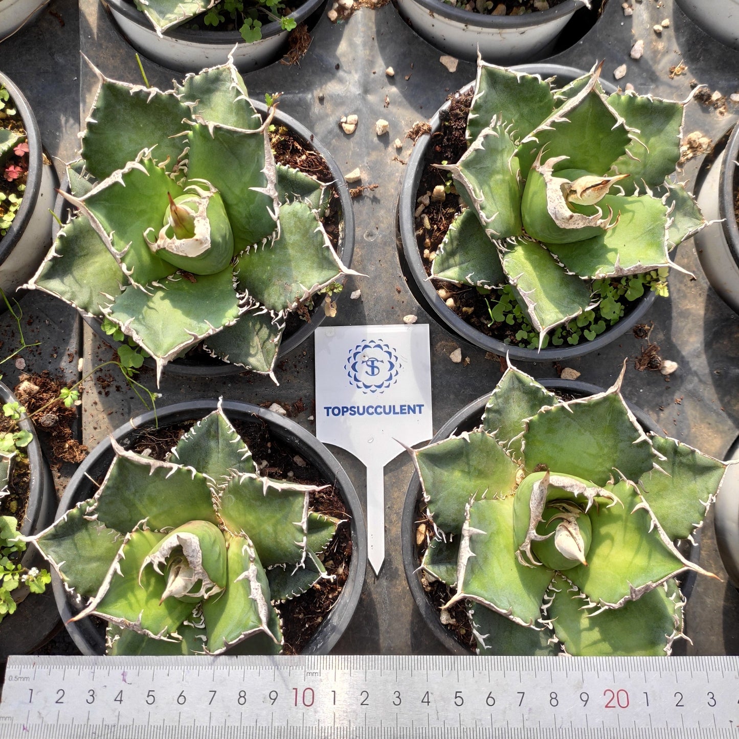 21322 チタノタ　ウィアウルフ