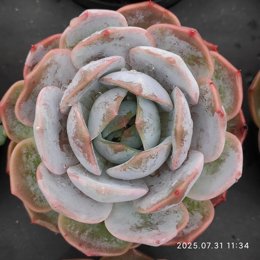 MMT725 パープルクィーン （9cm pot）