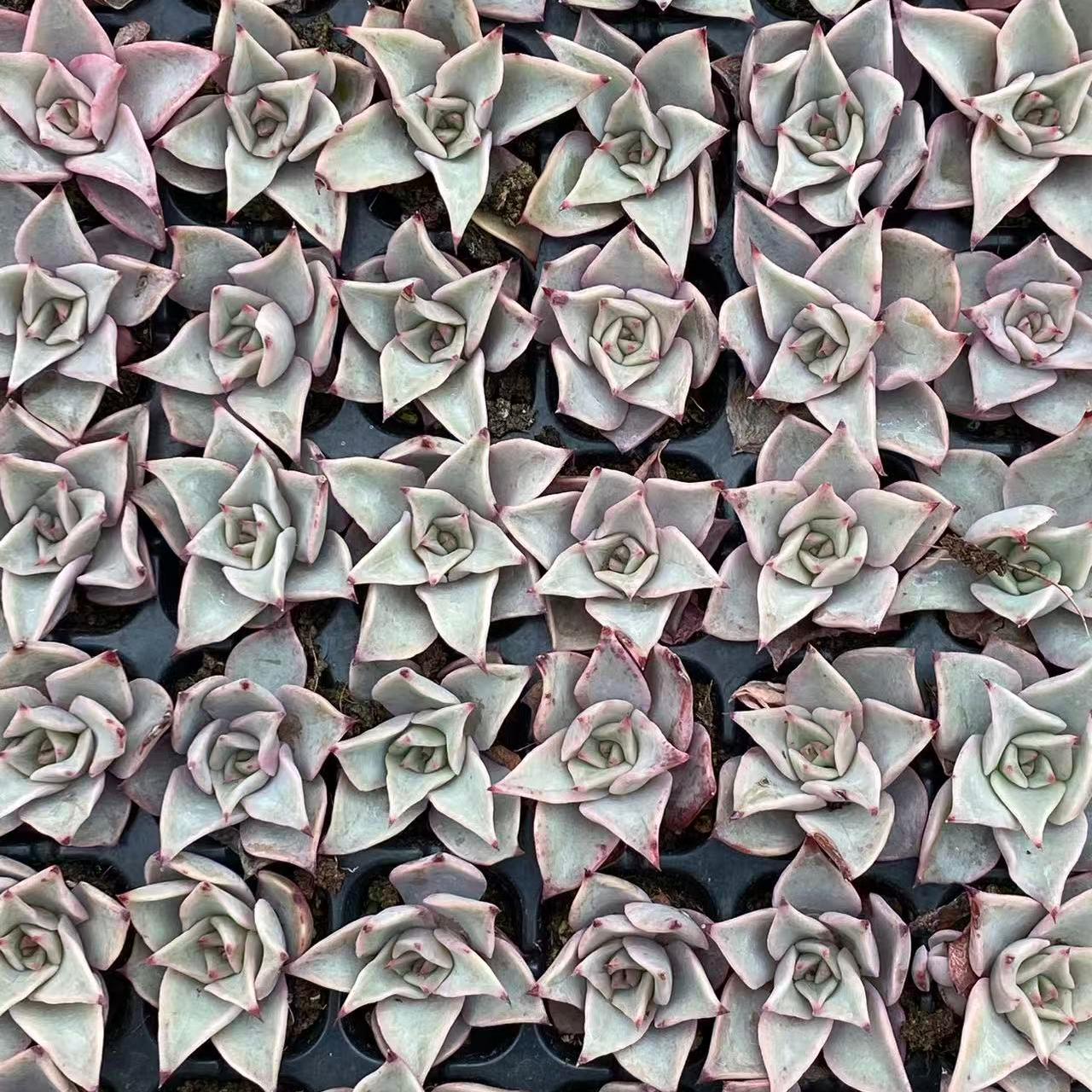 23213 マディバ（3cm pot）（ポット苗）