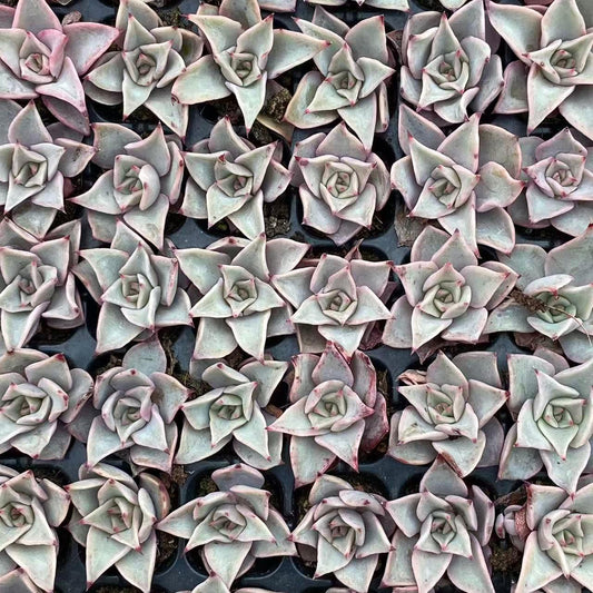 23213 マディバ（3cm pot）