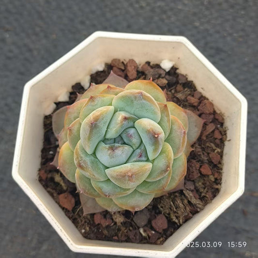 XS839 アイス （6.5cm pot）