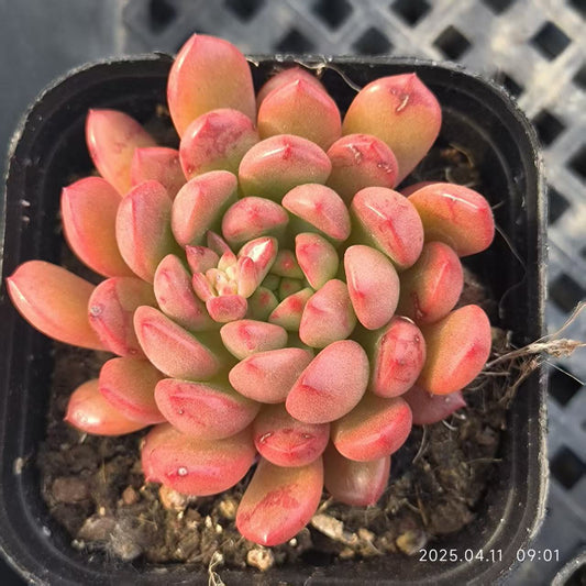 RDD286 ピンクルルビー (6.5cm pot)