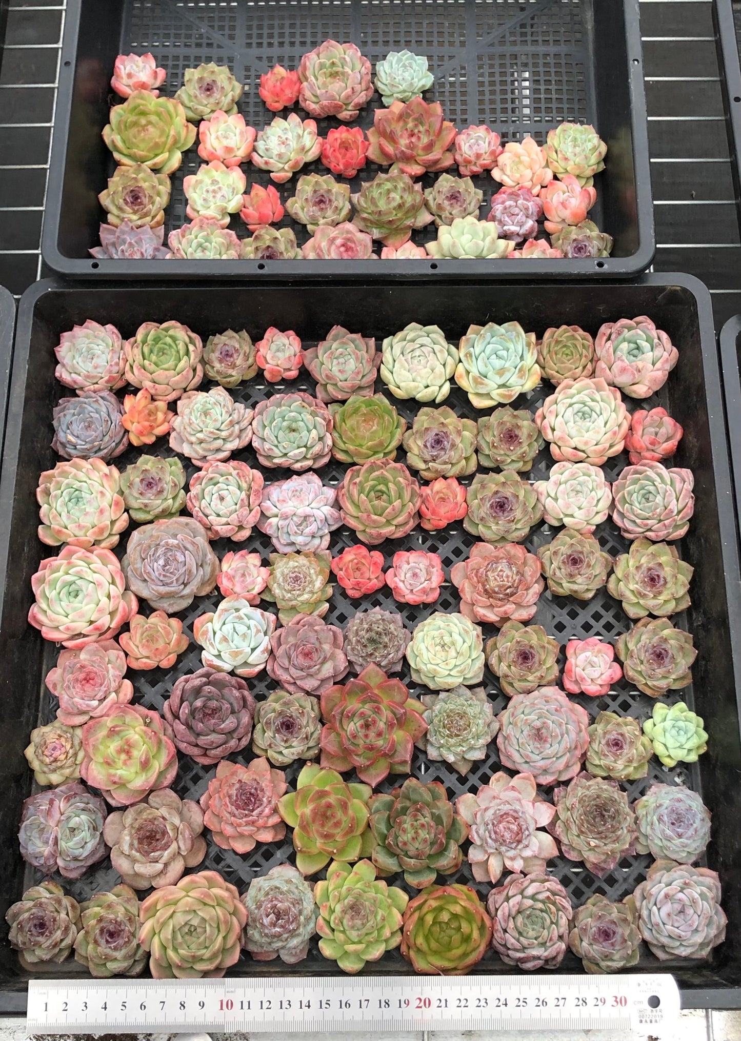 20076 ミックス苗100株（4cm pot）10