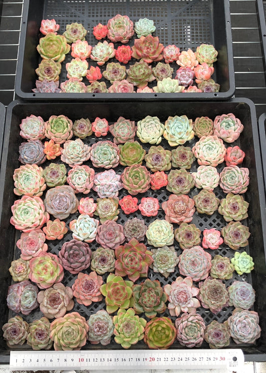 20076 ミックス苗100株（4cm pot）10