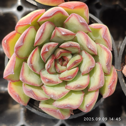 MMT799 メキシコプリドニス（5.5cm pot）