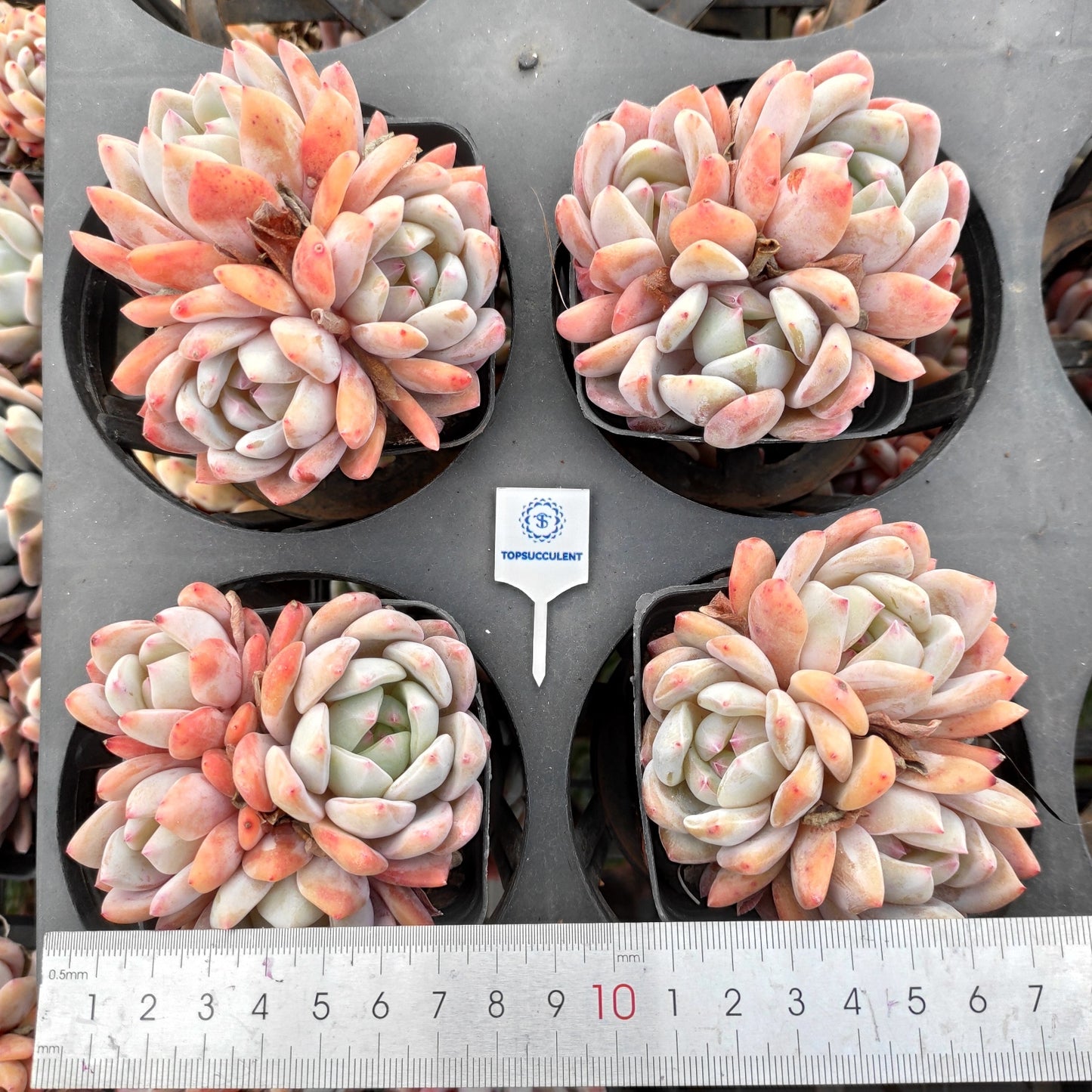 24498 オレンジモンロー