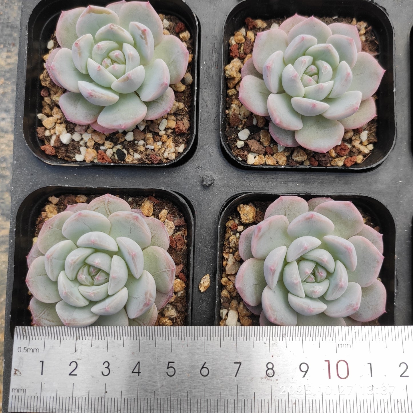 HG112 モンローHyb（7cm pot）