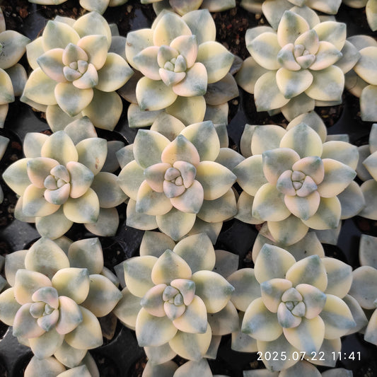 RC109 ティテュバンス錦（3cm pot）