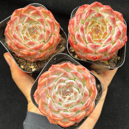 BL2007 シュガー　クリスタルHyb（7cm pot）