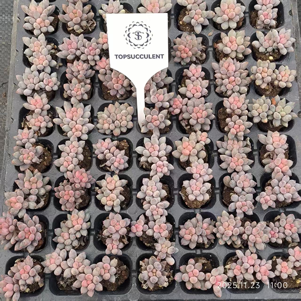 22408 ブルータング（3cm pot）（ポット苗）