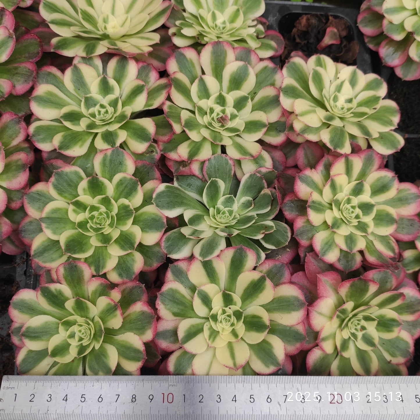 22312 フェース　パウダー（6cm pot）