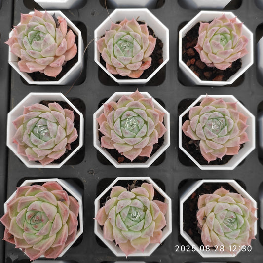 YBB265 ヘレナ hyb（5.5cm pot）